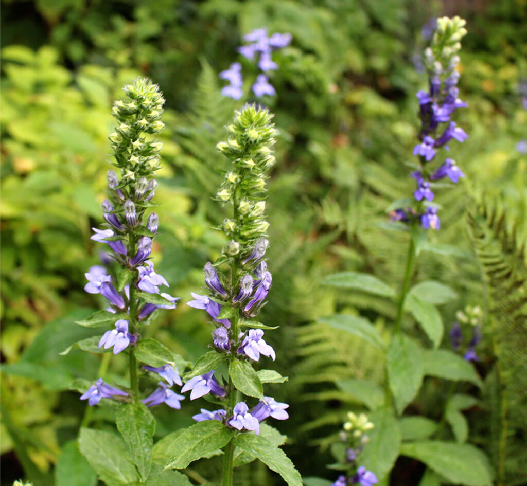 Blue Lobelia
