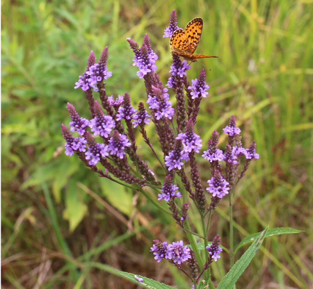 Blue Vervain with a butterfly