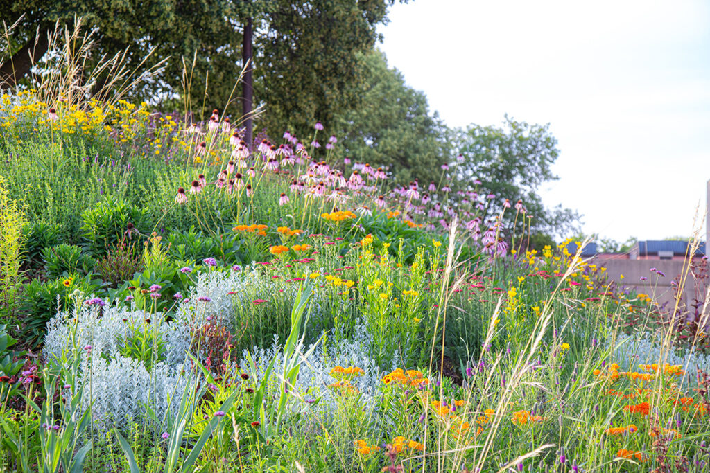 Iowa native prairie by Kelly Norris