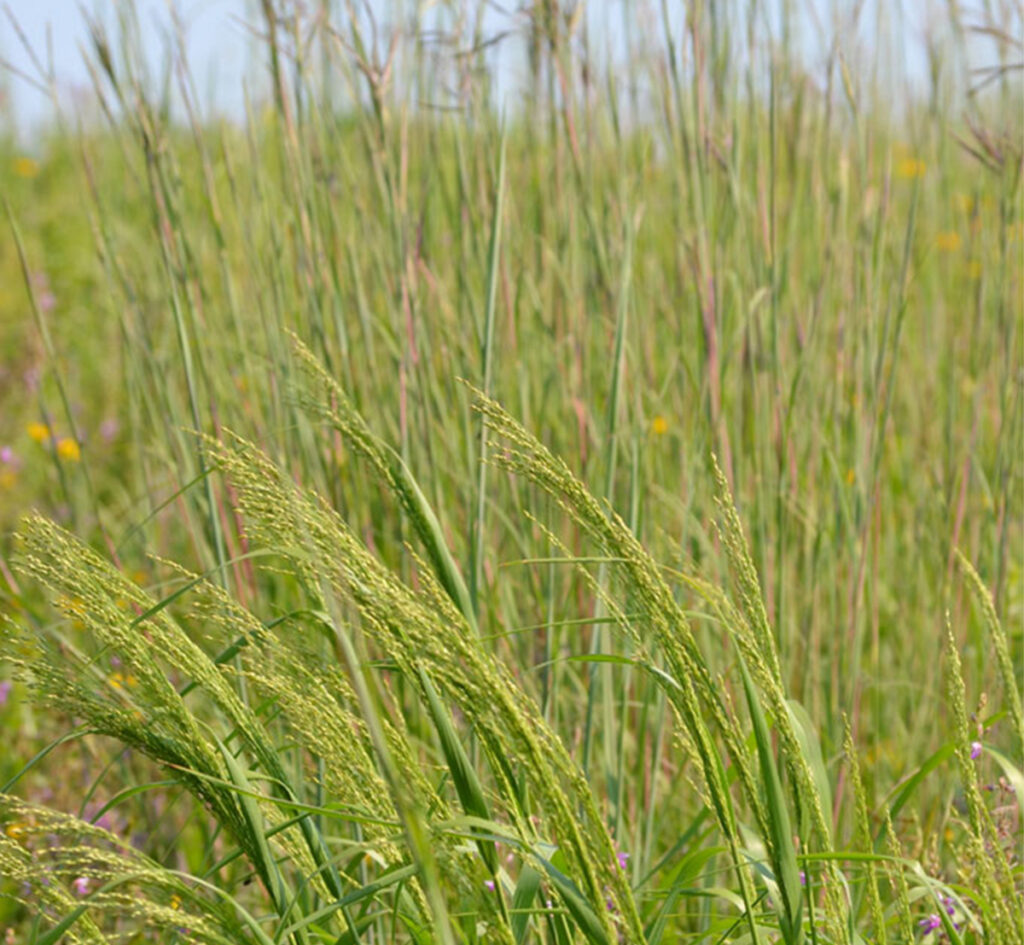 Switch grass