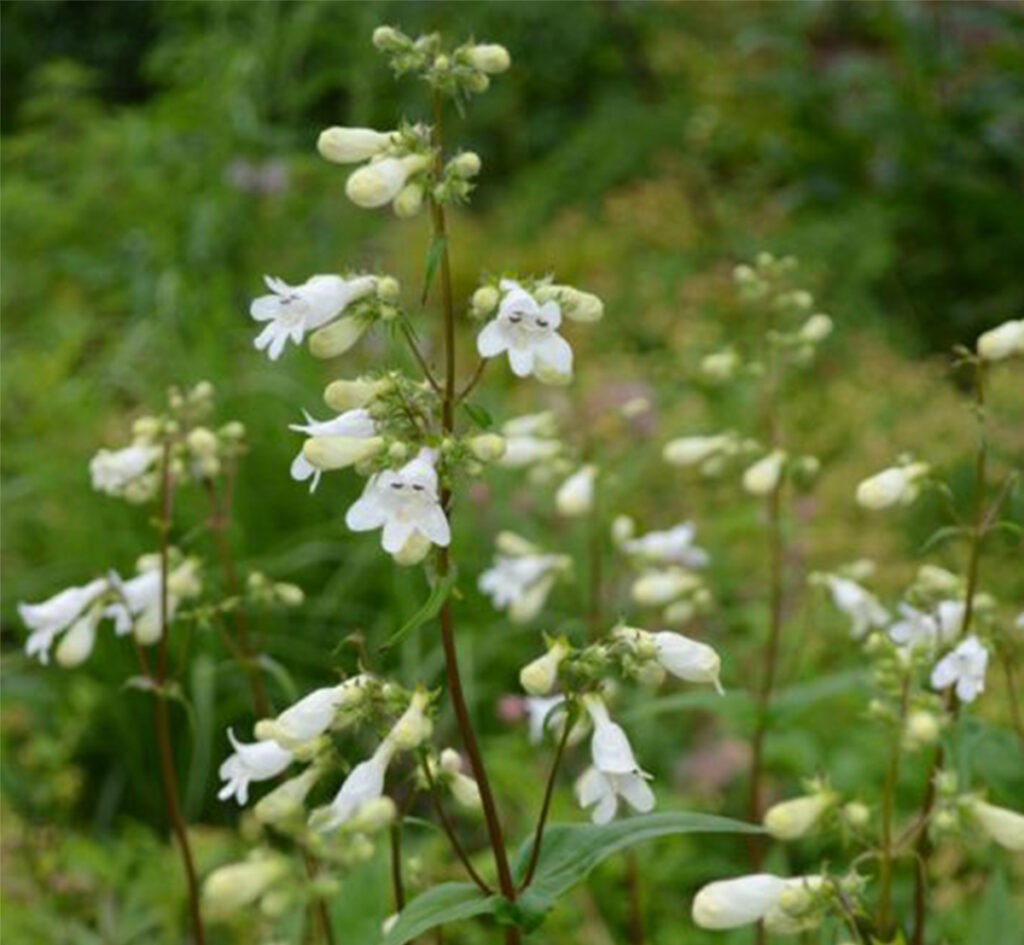 Penstemon digitalis