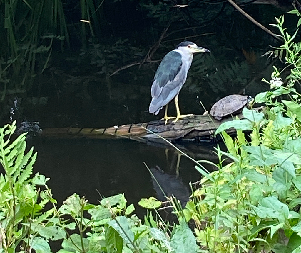 Black-Crowned Night Heron in the Wetlands at Pier 1.