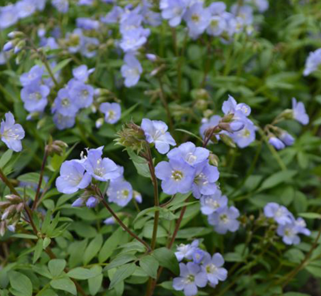 Polemonium reptans or Jacob's Ladder