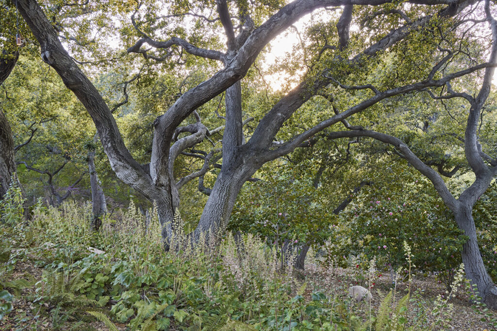 Coast live oak tree and heuchera maxima by Terremoto design