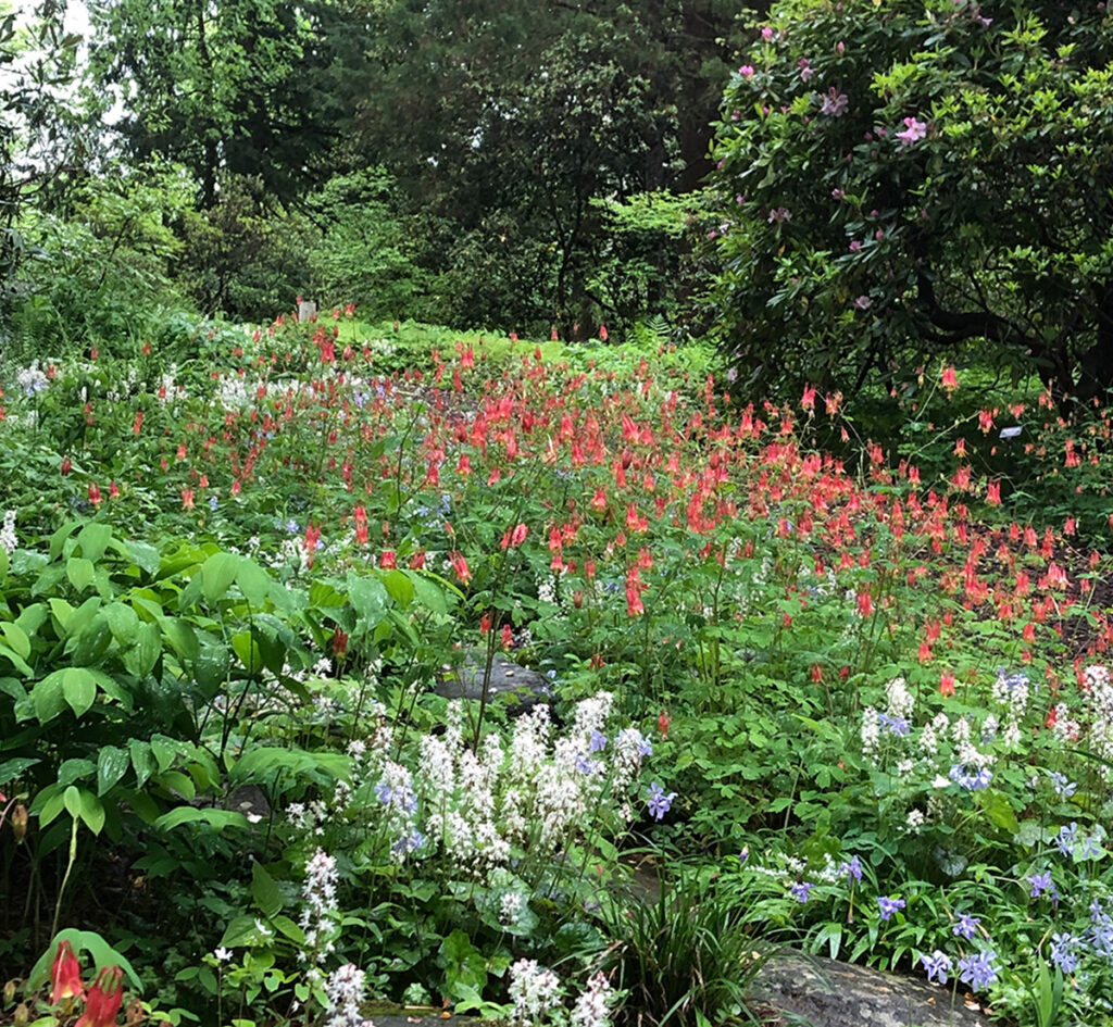 Eastern red columbine, tiarella, and woodland phlox at Mt. Cuba Center.