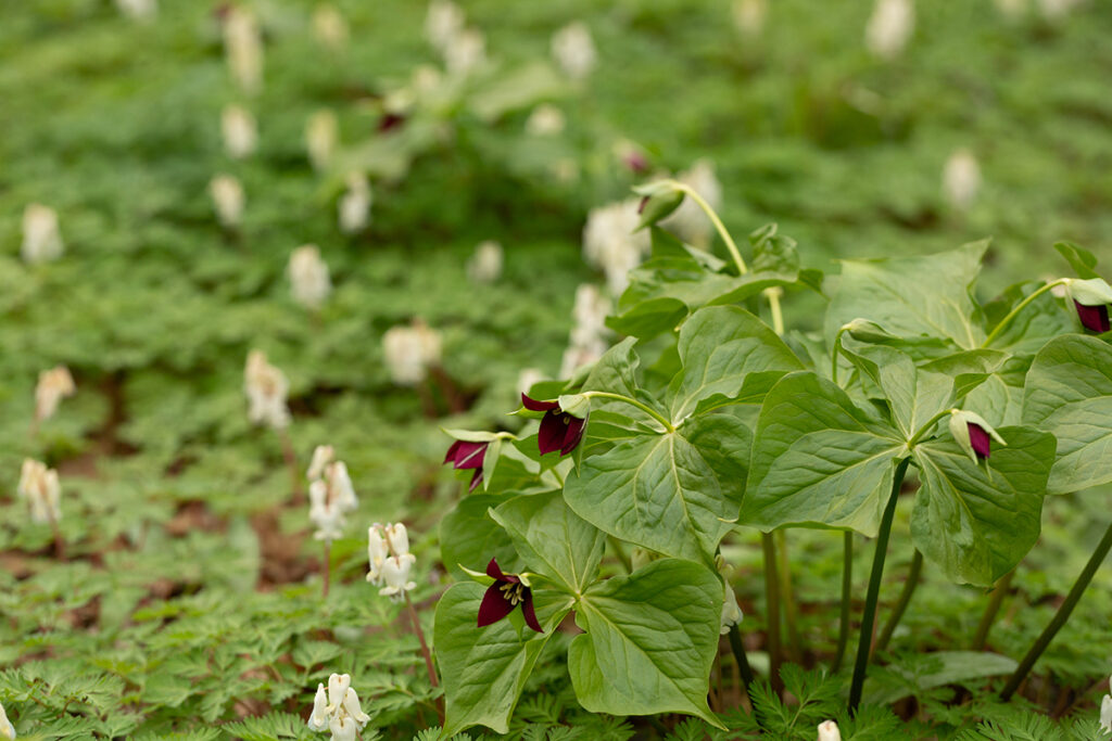 Dark red Trillium erectum grows among white Dicentra canadensis, photo by Uli Lorimer.