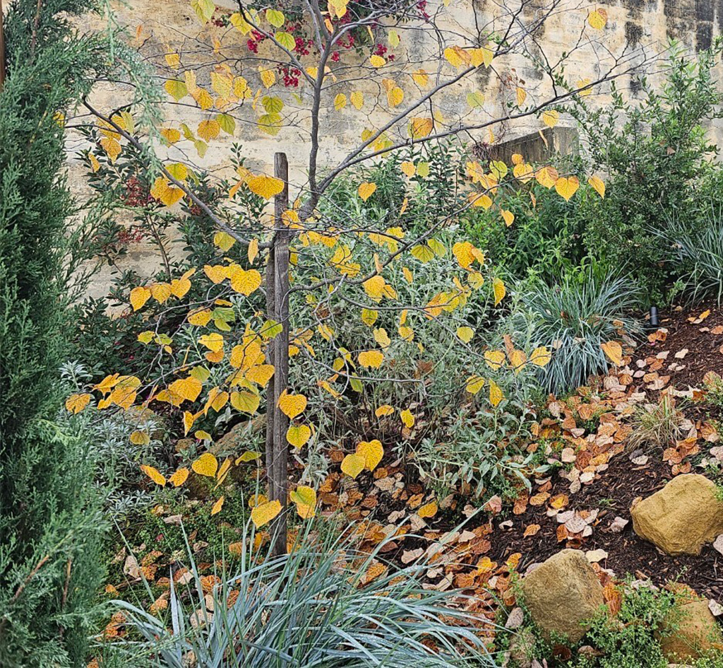 Western red bud tree and wild rye