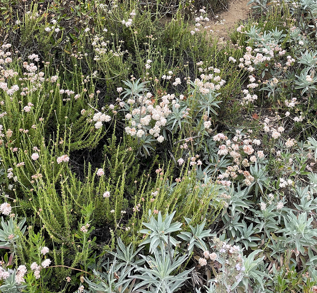 White sage and buckwheat
