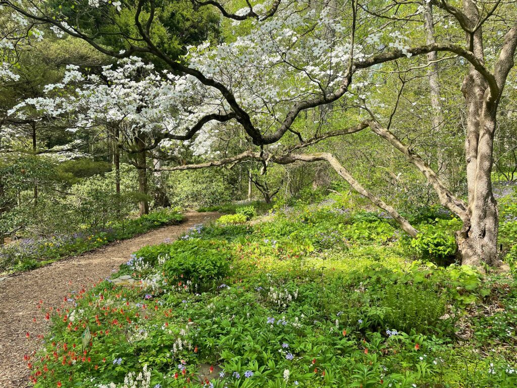 Native woodland planting of Eastern red columbine, foamflower, and woodland phloxat Mt. Cuba Center in Delaware.