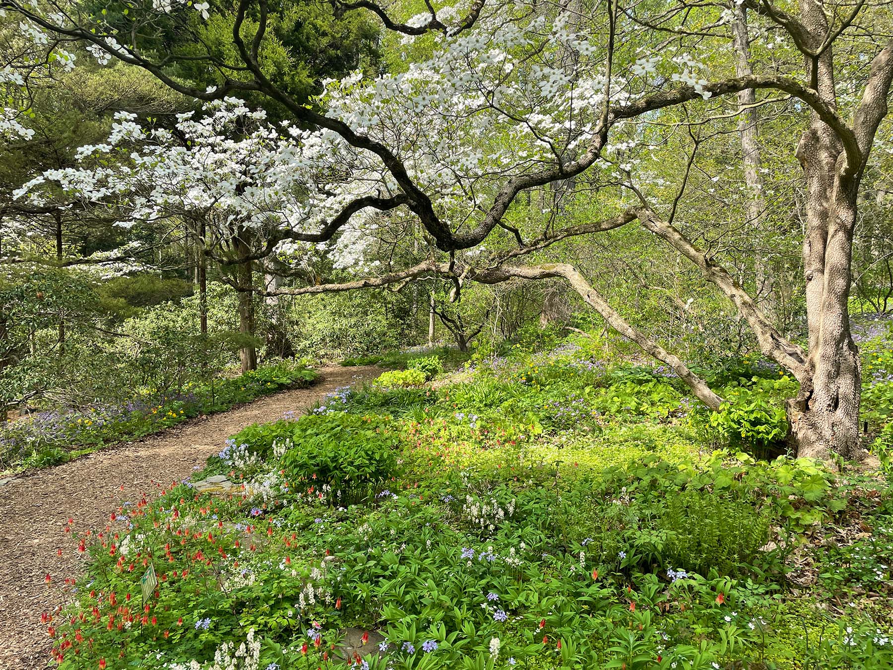 Ask the Experts: The Native Plant Combinations the Pros Love