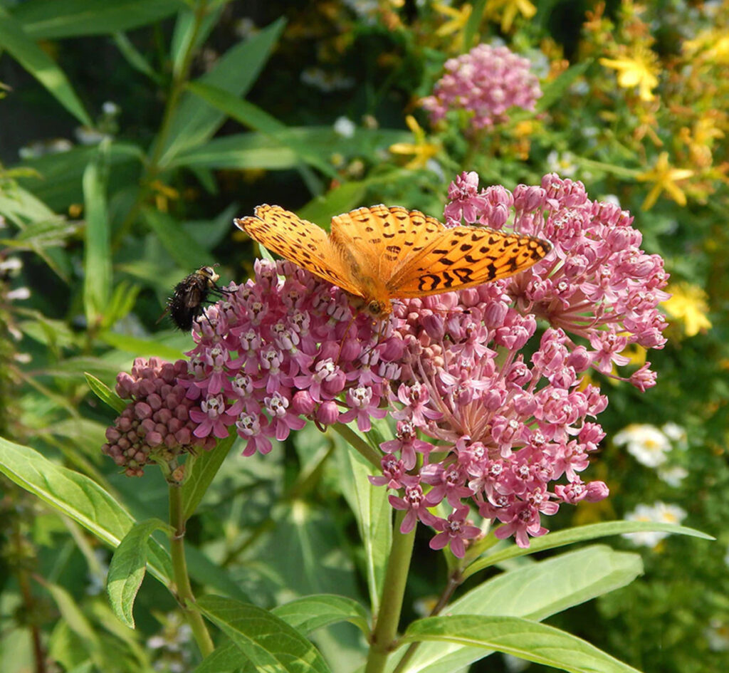 Swam Milkweed with a butterfly