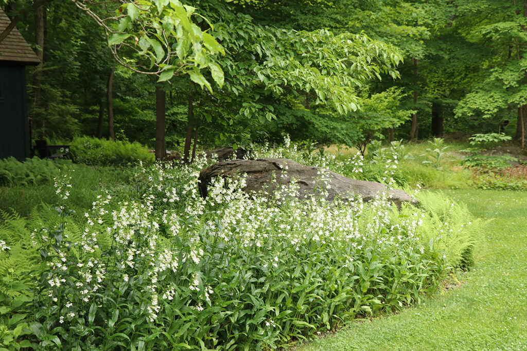 In this woodland garden, foxglove beardtongue (Penstemon digitalis) grows with hay-scented fern, (Dennstaedtia punctilobula).