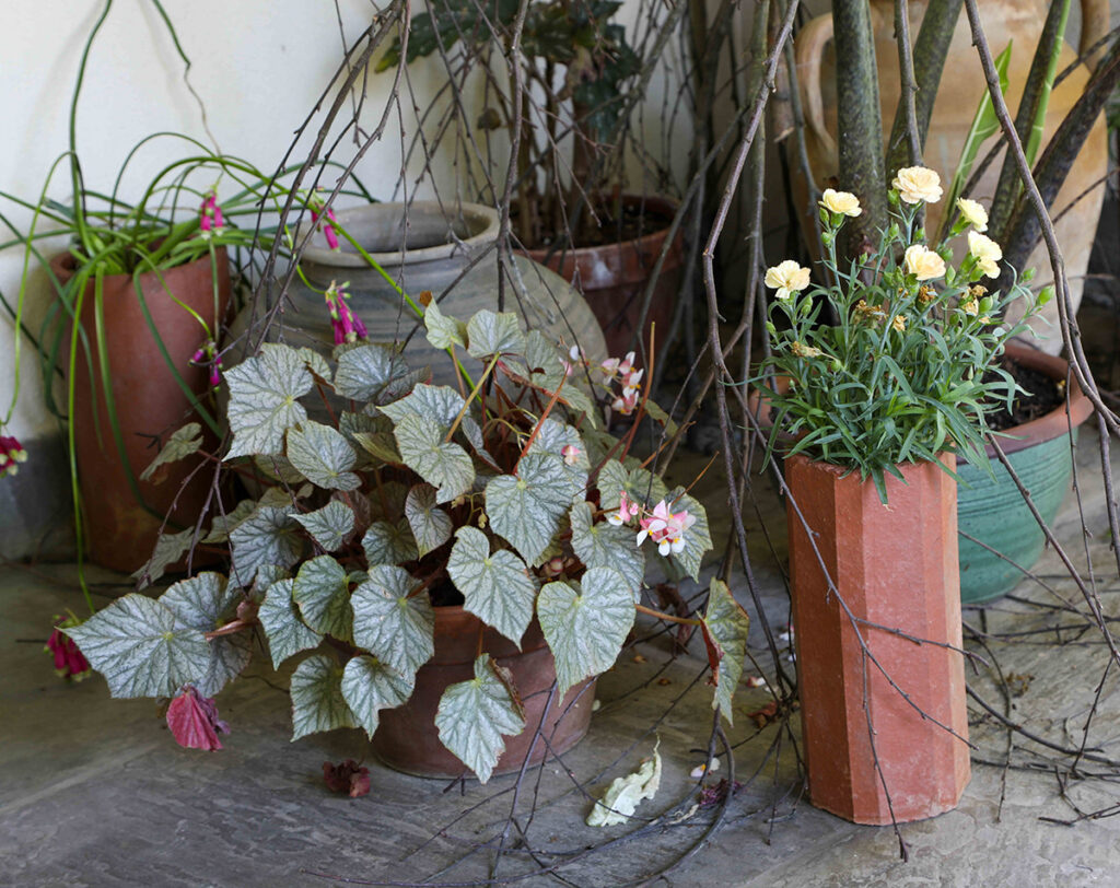 Chanticleer garden Tim Erdmann fills old pipes with plants.