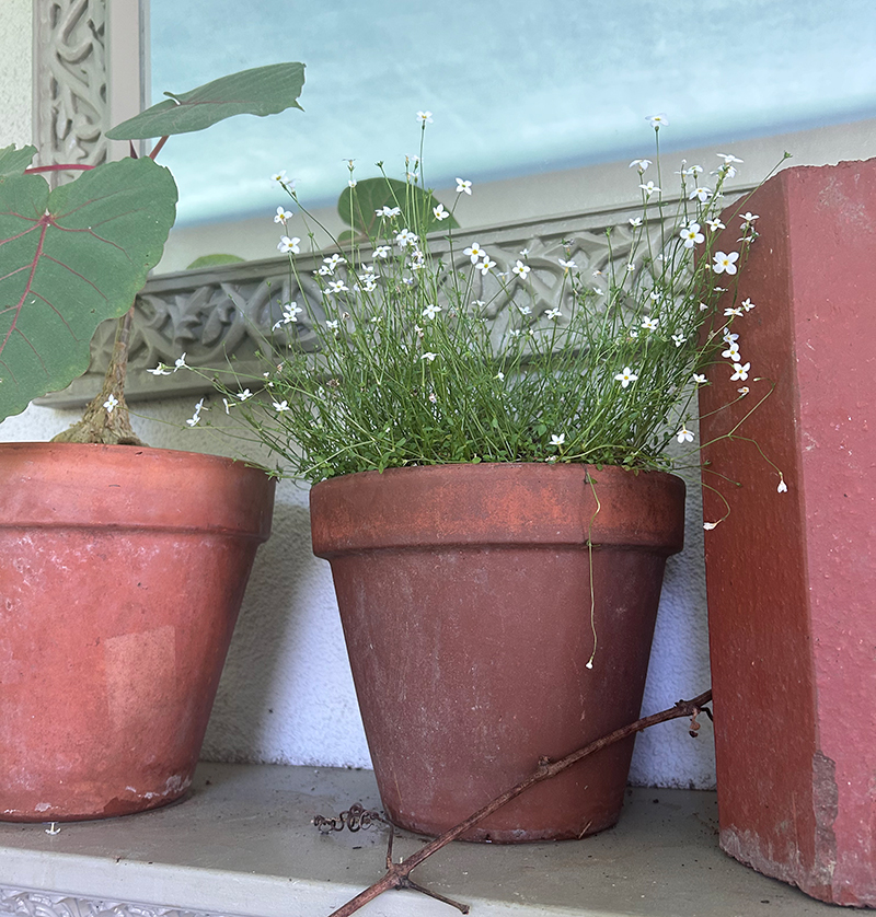 Quaker ladies or bluets planted in a small terra-cotta pot at Chanticleer garden.