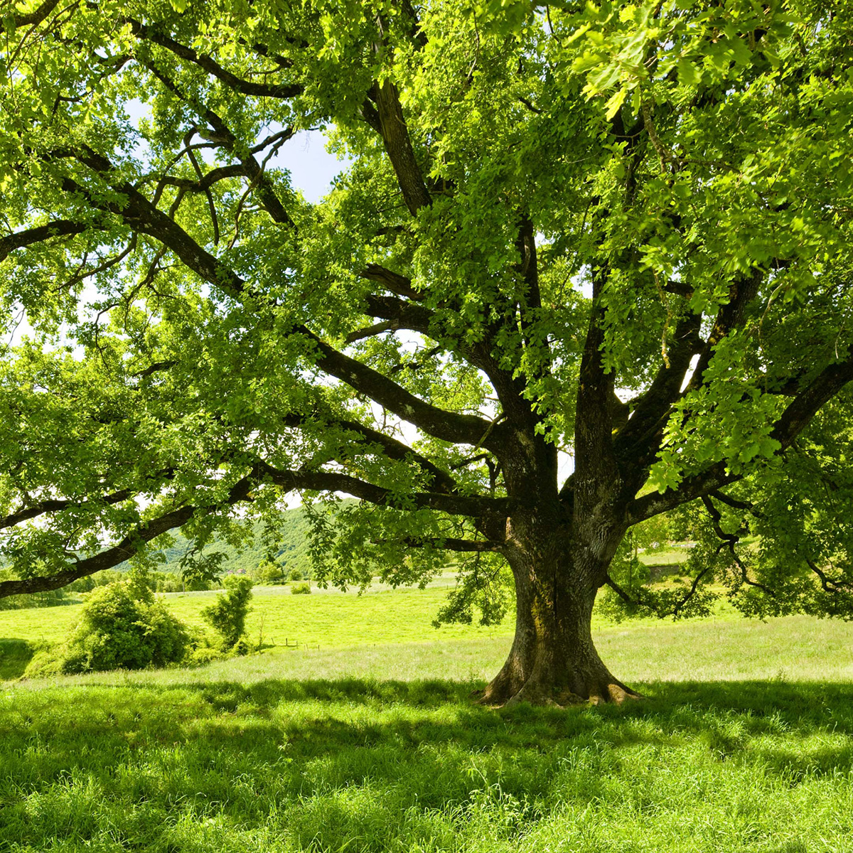 A majestic, old tree grows in a green lawn.