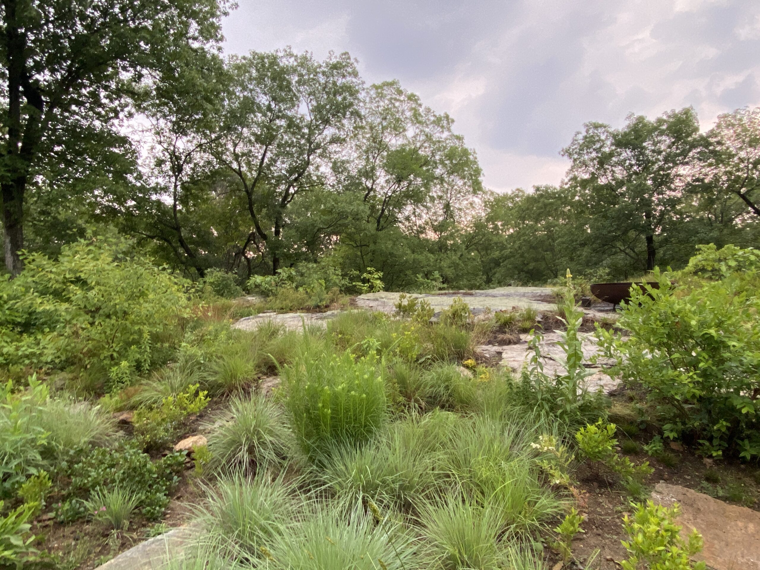 Little bluestem, liatris, and verbasum grow in this mostly green garden surrounded by oak and hickory trees.