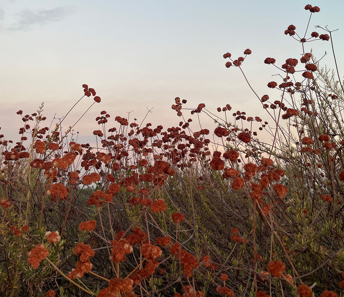 Growing Community: The Altadena Seed Library