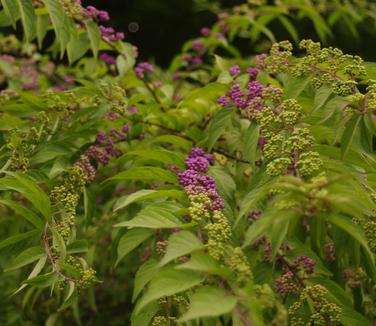Clusters of purple berries on an American Beautyberry shrub