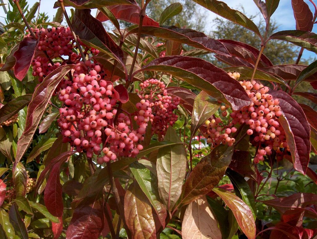 Pink fruiting Viburnum nudum shrub