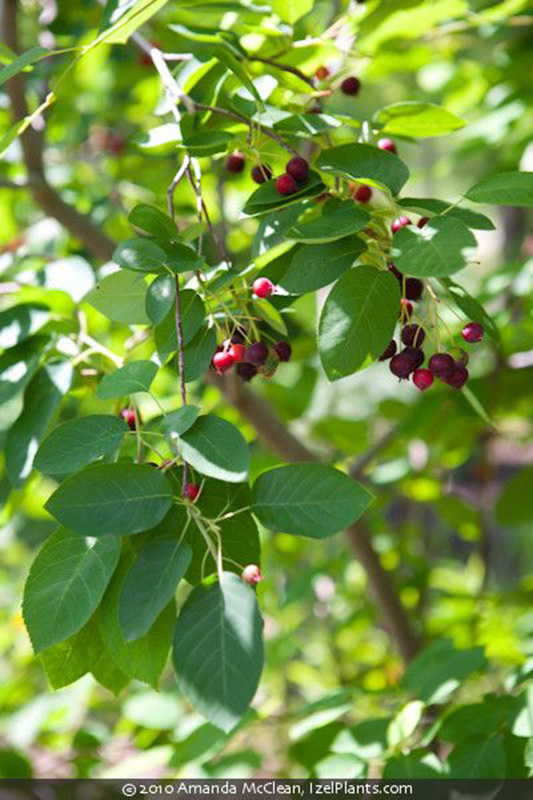Amelanchier canadensis fruiting native tree