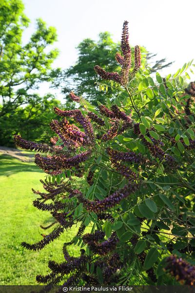 Purple flowering Amorpha fruticosa shrub