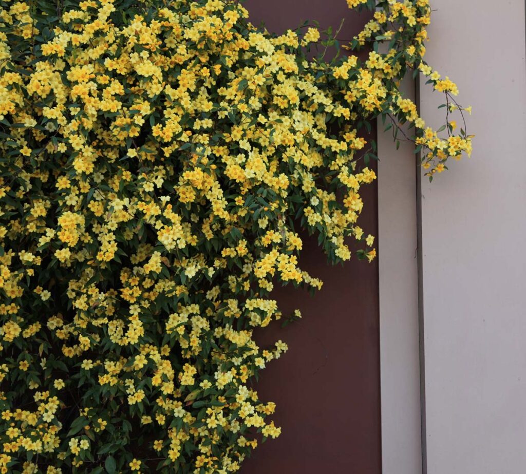 Yellow-blooming gelsemium climbing a plum colored wall in a garden designed by Refugia Design.