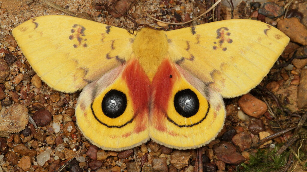 yellow io moth