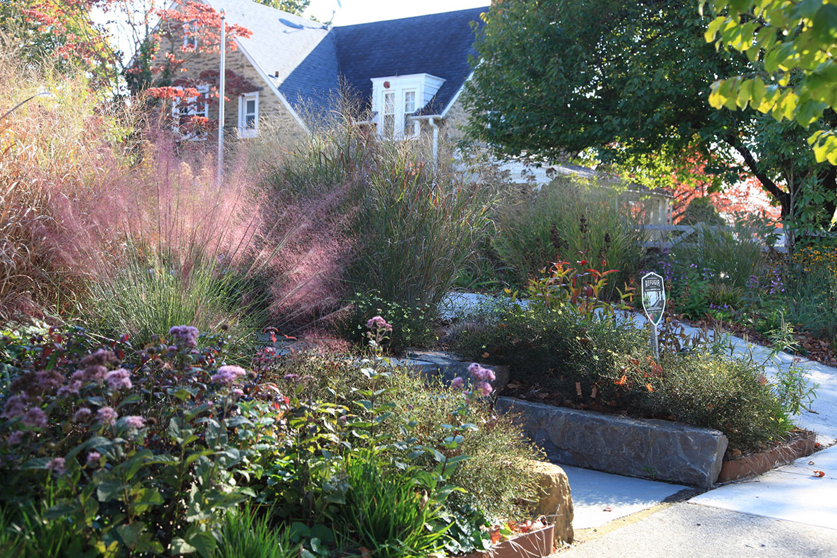 A Dirty Dozen: 12 Invasive Plants to Avoid (and What to Grow Instead)