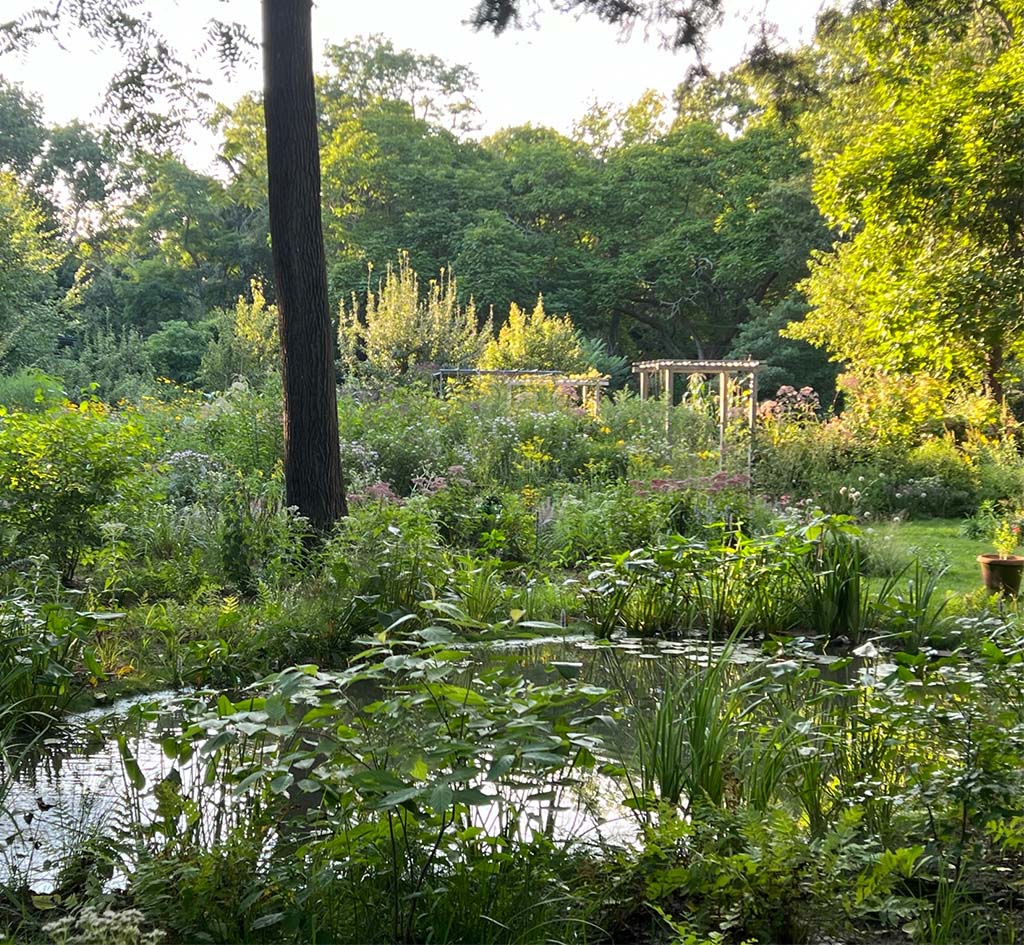 Small pond surrounded by greenery and flowers in the distance in summer.
