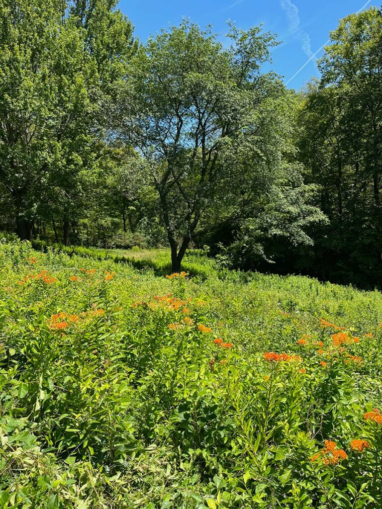 To preserve the orange butterfly weed that emerged in early July, Mia Wendel-DiLallo and Claire Davis used hedge shears to cut back the mugwort and black swallow-wort that grew around it.