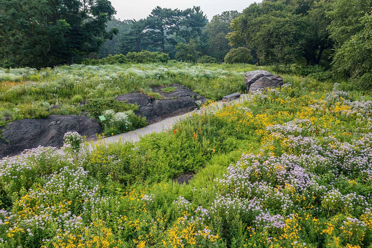Ask the Experts: How Do You Reduce Invasive Plants Without Using Herbicides? 