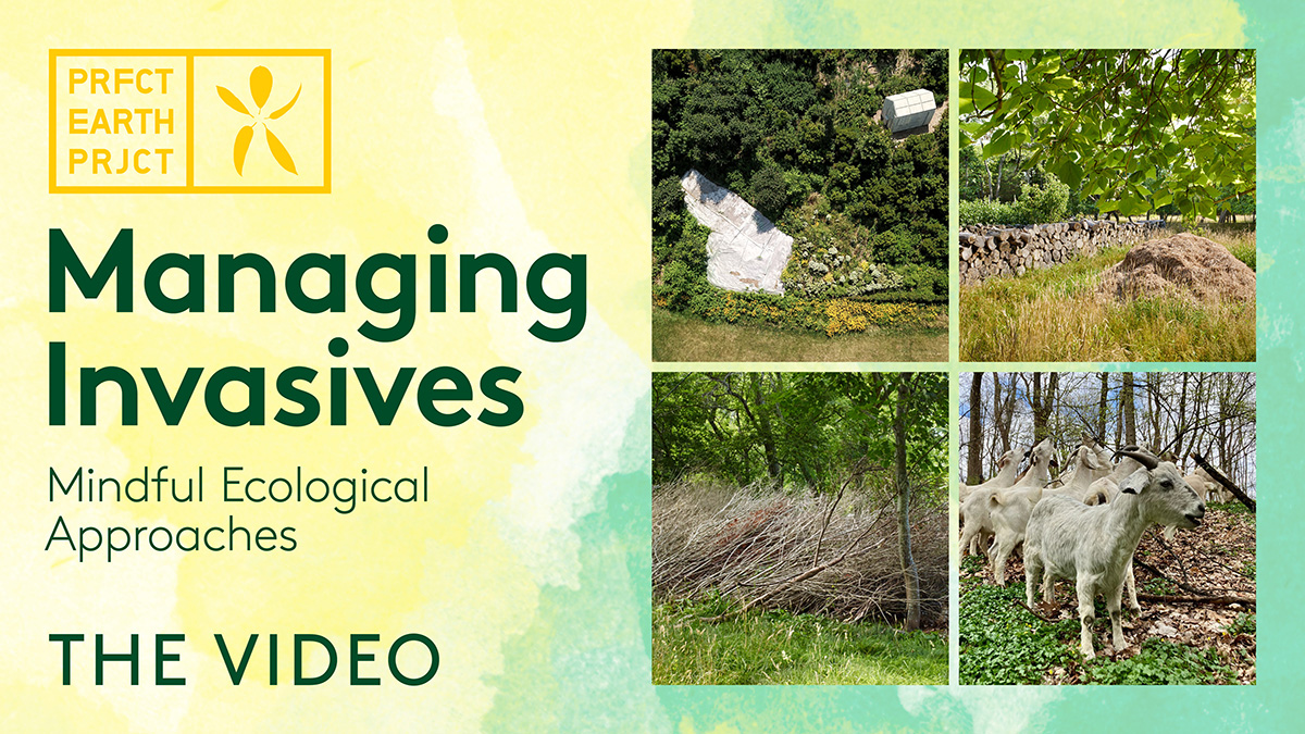 Managing Invasives: Mindful Ecological Approaches video