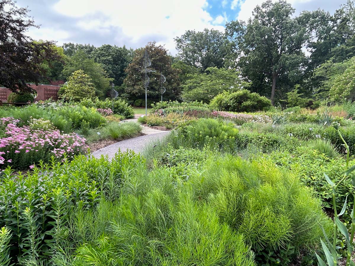 The Kempner Prairie Garden in summer featuring Amsonia foliage, pink yarrow, and Rattlesnake master.