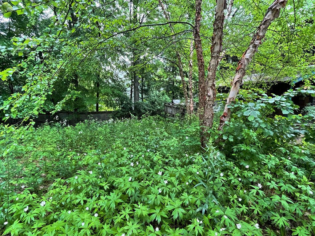Soft landing of native plants beneath a native tree.