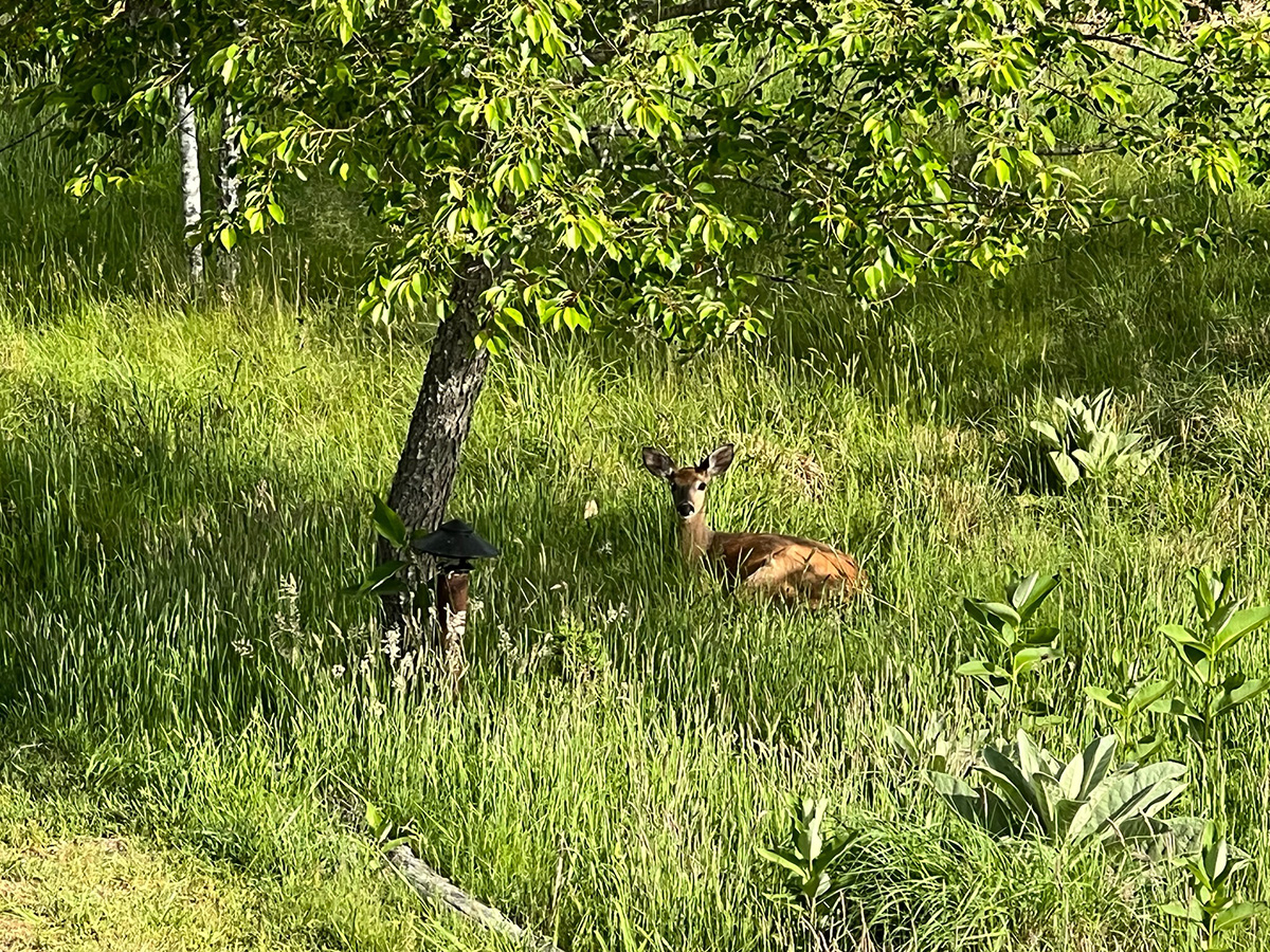 Yes Deer