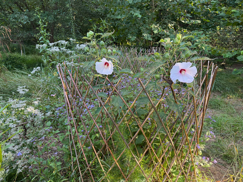 A willow trellis surrounds a native hibiscus plant which has white flowers with a bright reddish-pink center.