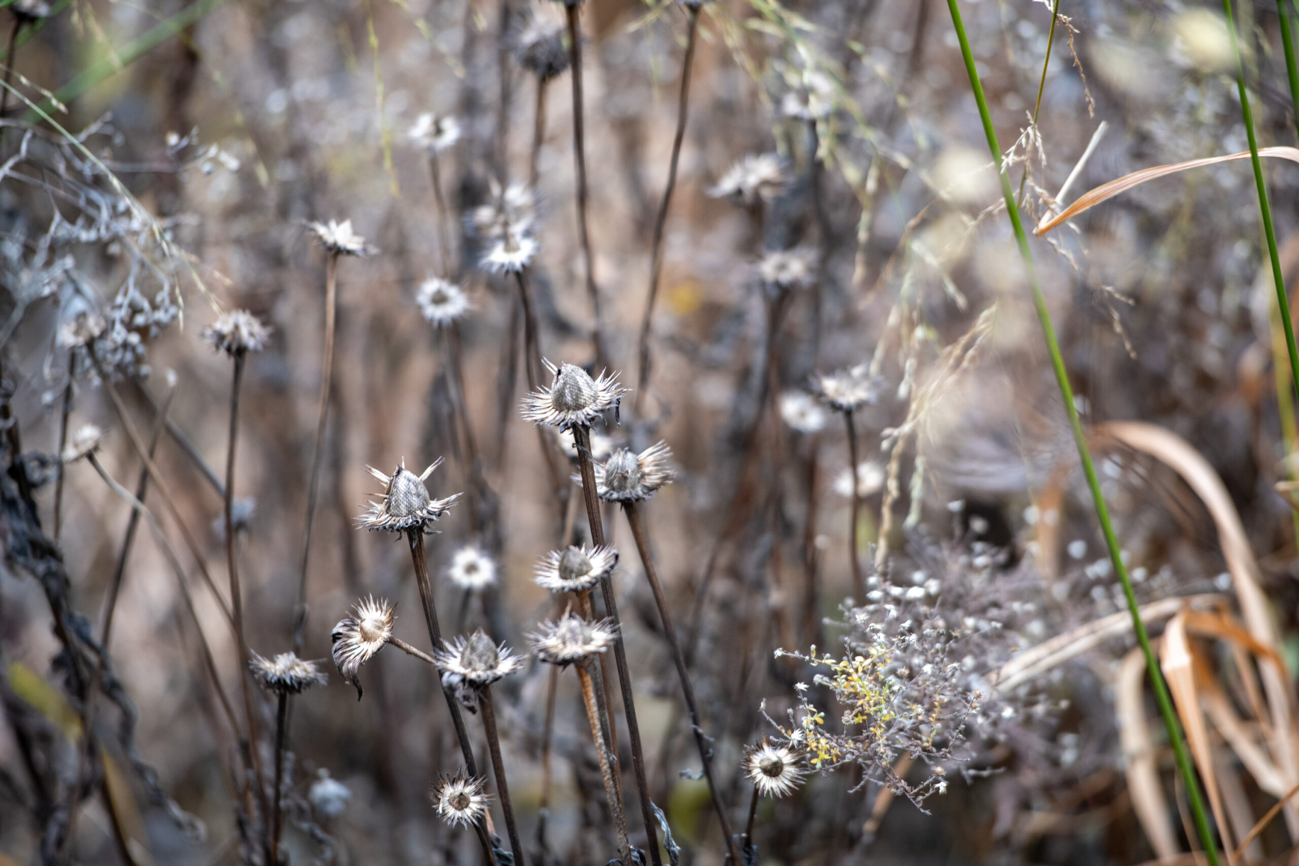 winter seed heads of purple coneflowers