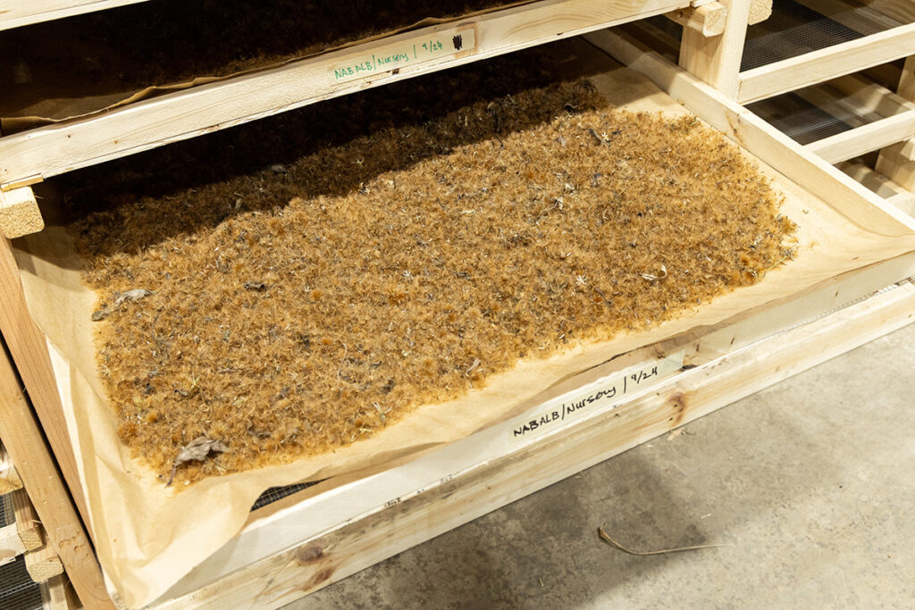 Native seeds drying at the Chicago Botanic Garden