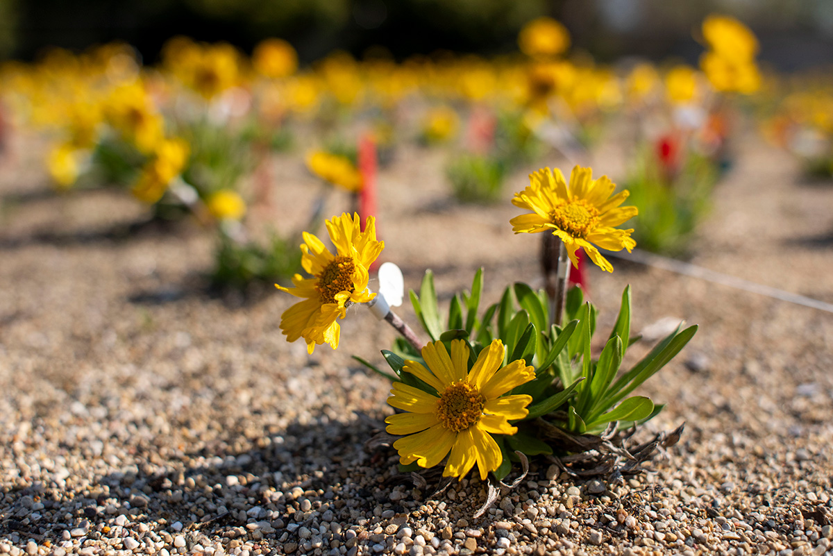 Making Bank: The Importance of Saving Native Seeds