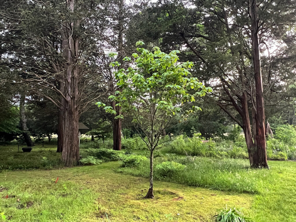 trees and moss