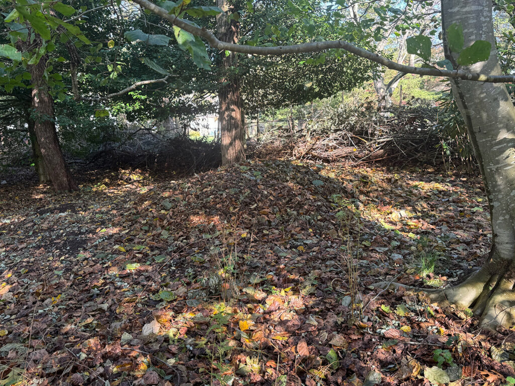 a leaf pile