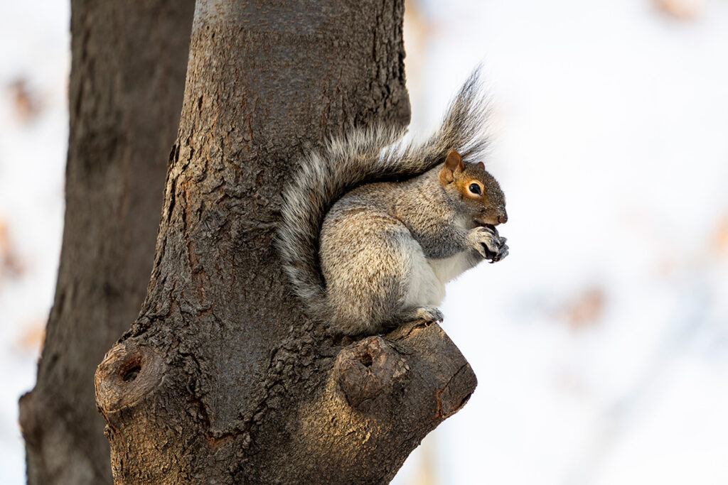 A squirrel eating an acorn it had saved.