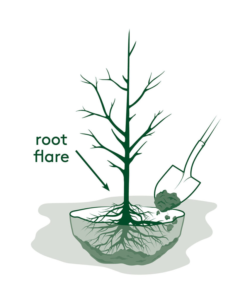 "how to plant a tree" illustration shows the root flare