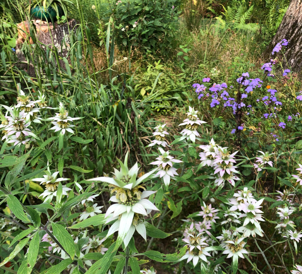 Monarda punctata